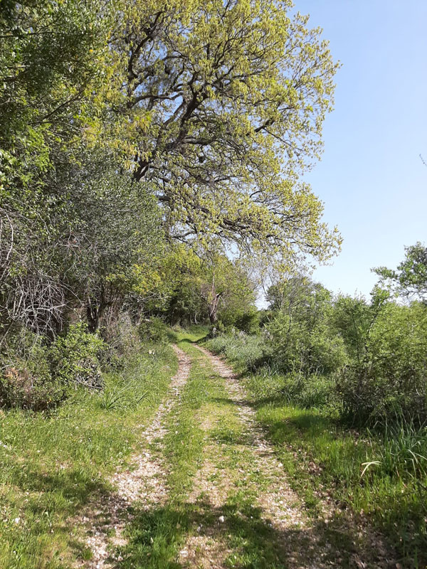 Le tue vacanze a Peschici: la foresta umbra