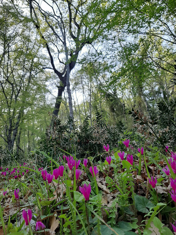 Le tue vacanze a Peschici: la foresta umbra