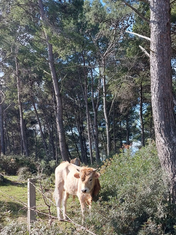 Le tue vacanze a Peschici: la foresta umbra